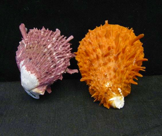 Darkest-Purple Spiny Oyster Shell Beads- Gem Quality (Ethically Sourced- Small Batch Production)Ocean Formed Pinholes Over 10+ Years- Heishi