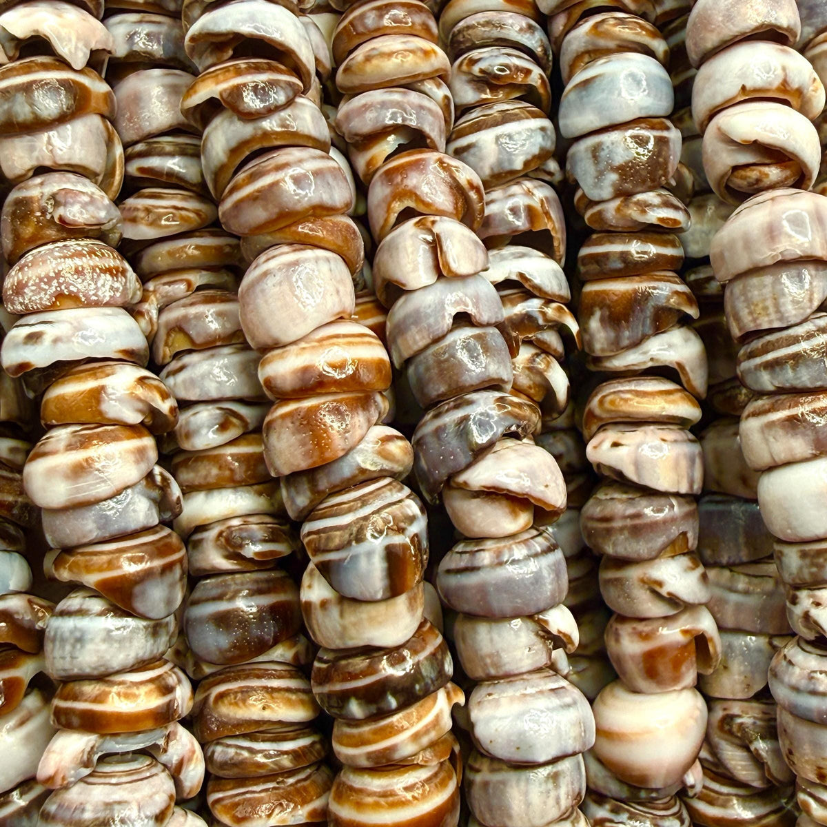 Smoky Violet PUKA Shell - Premium Cup Shape - Minimal Bottom Cracks - Naturally Formed Holes- Small Batch Production - Never Dyed or Treated