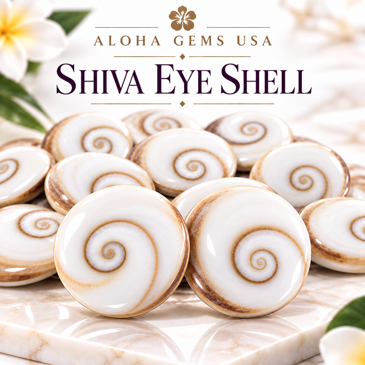 Shiva Eye Shell