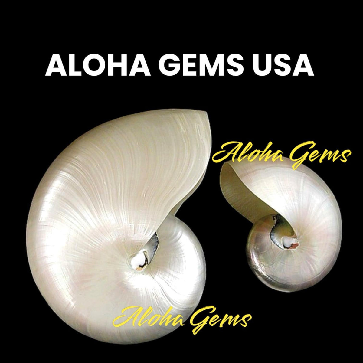 WOW Mermaid Nautilus Shell Beads AAA (Harmony Line) Thick Nacre & Iridescent Flash - Never Dyed or Color Enhanced - Center Drilled Square
