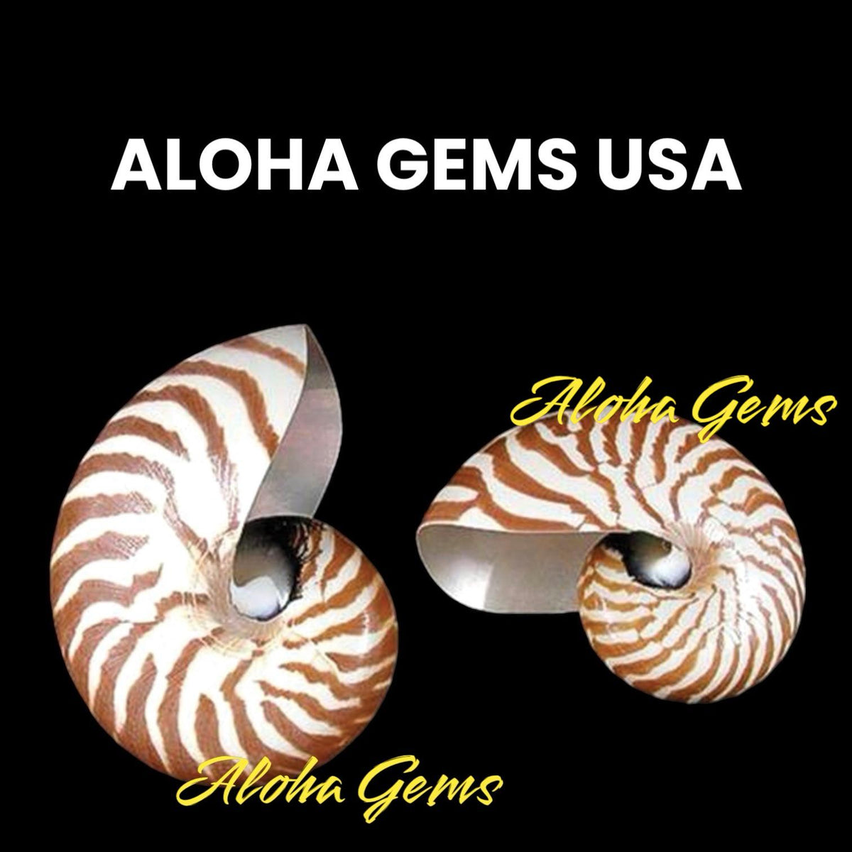 Real Tiger Nautilus Shell Beads - Never Dyed or Color Enhanced - Small Batch Production - Center Drilled Heart 20mm (8 Inches - 11 Beads)