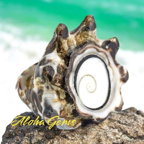 2in1 DOUBLET Shiva Eye Shell Beads Bracelet From Indo-Pacific (Symmetrical Spiral Pattern) Small Batch Production - Smooth 10X12mm