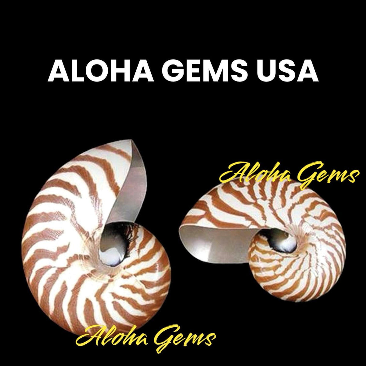 Real Tiger Nautilus Shell Beads - Never Dyed or Color Enhanced - Small Batch Production - Center Drilled Coin 20mm (8 Inches - 10 Beads)