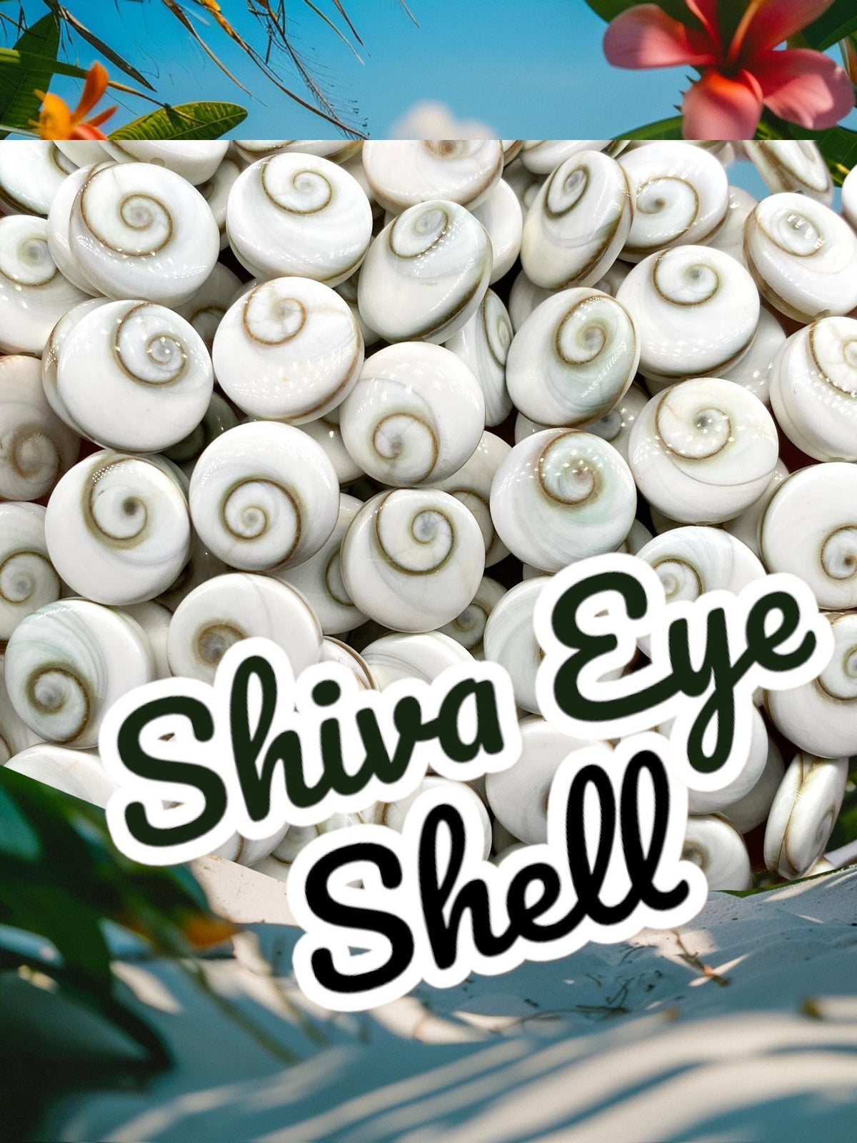 2in1 DOUBLET Shiva Eye Shell Beads From Indo-Pacific AAA (Extra Smooth - Matching Matrix) 100% Natural Never Dyed or Color Enhanced - Coin