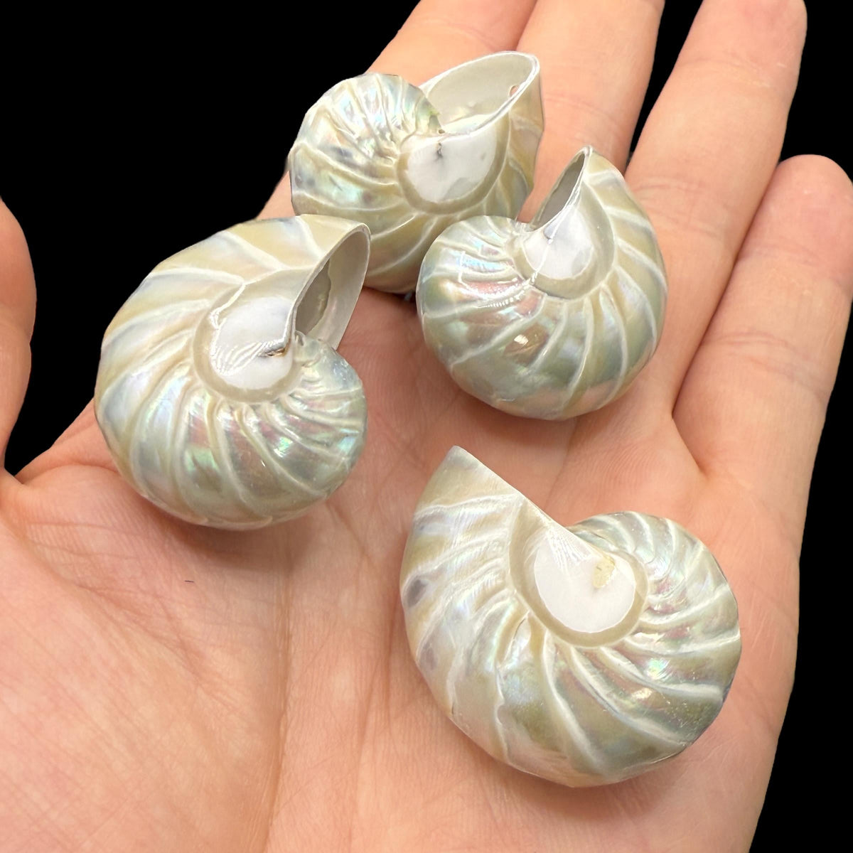 Real Mermaid Nautilus Pendant AAA (Thick Nacre - Iridescent Flash) Never Dyed or Color Enhanced - Mirror Polish 35mm (1 Piece)