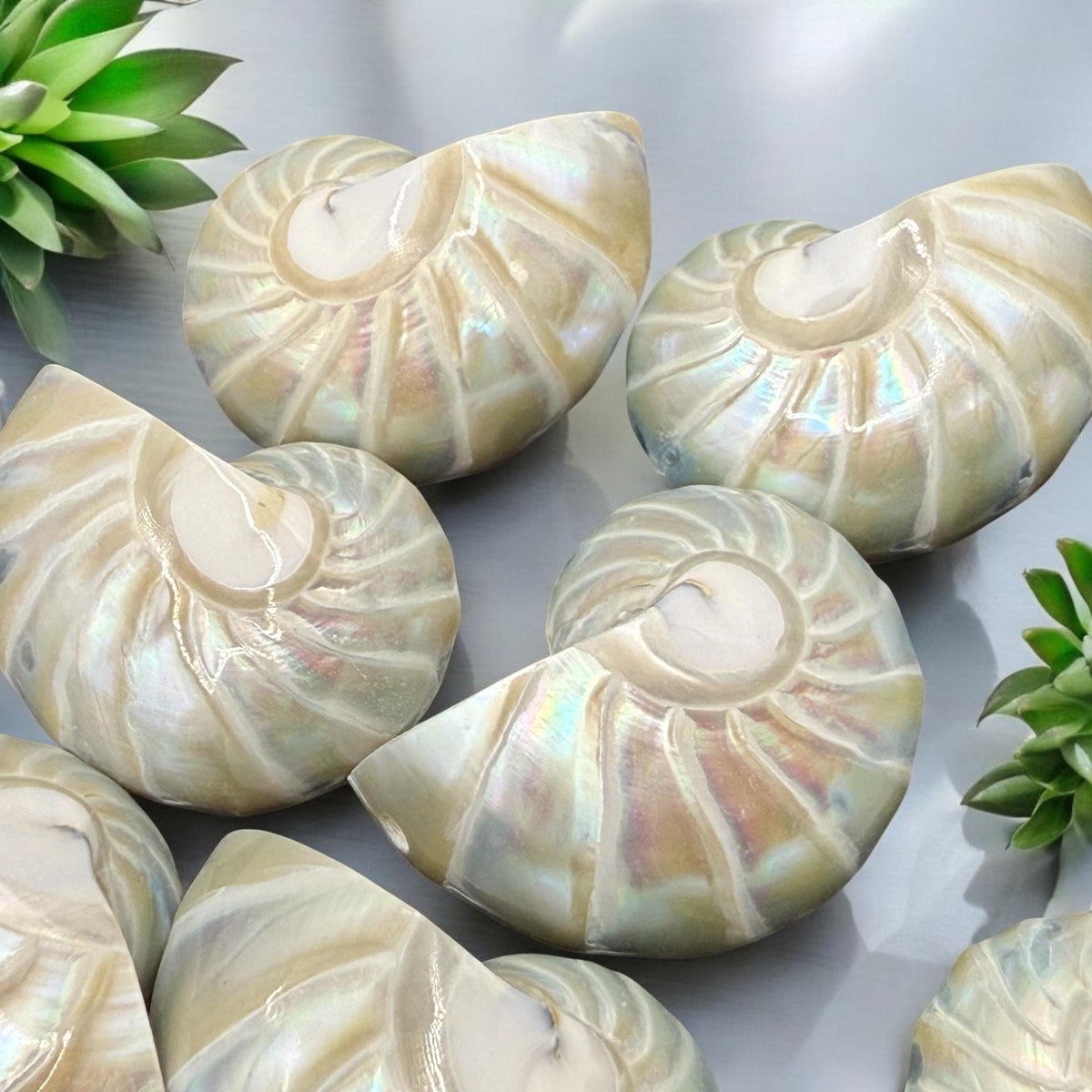 Real Mermaid Nautilus Pendant AAA (Thick Nacre - Iridescent Flash) Never Dyed or Color Enhanced - Mirror Polish 35mm (1 Piece)