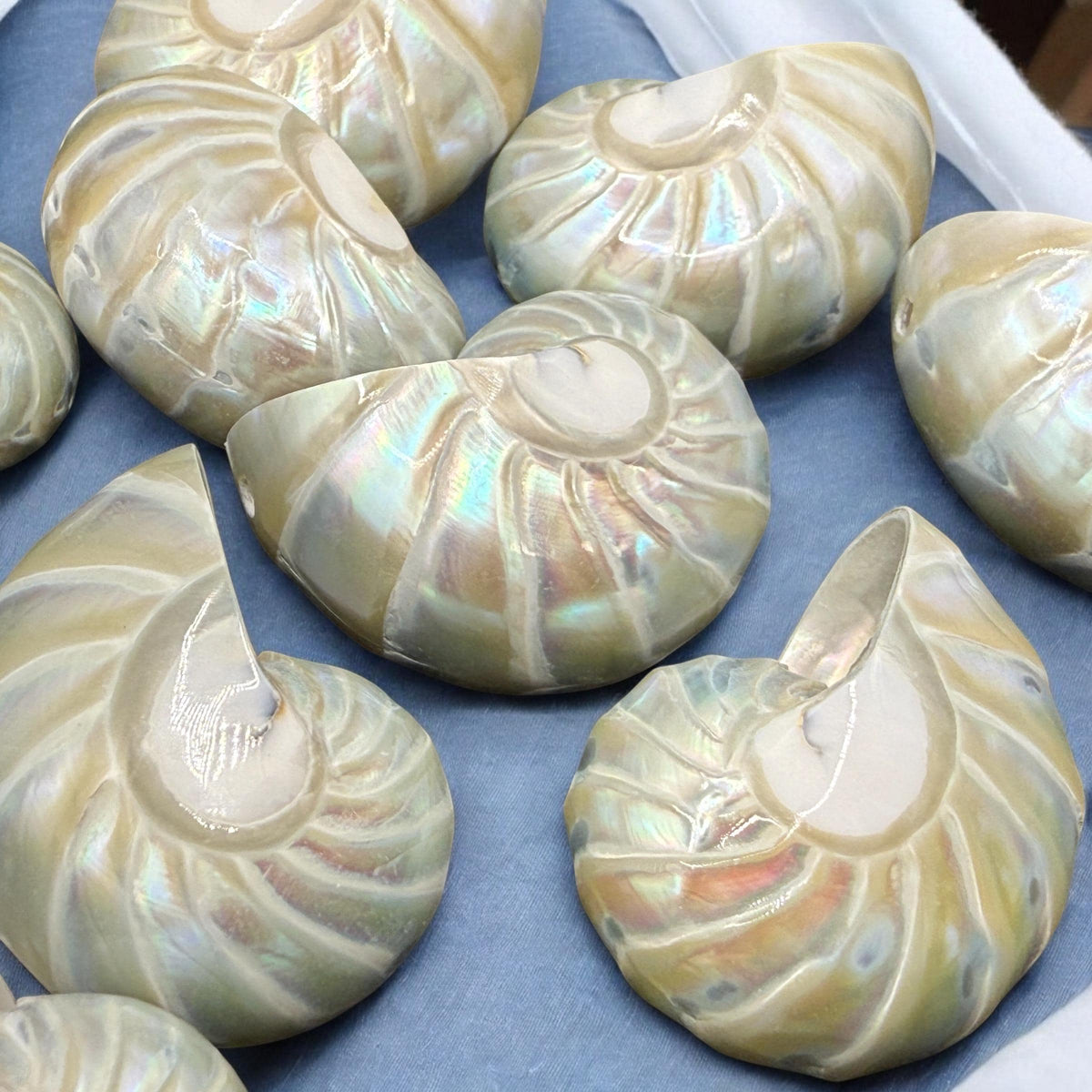 Real Mermaid Nautilus Pendant AAA (Thick Nacre - Iridescent Flash) Never Dyed or Color Enhanced - Mirror Polish 35mm (1 Piece)