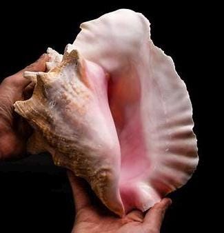 XL GRADUATED Bahamas Queen Conch Shell Beads Necklace AAA (Collection Grade) Not Dyed or Color Enhanced - Small Batch Production (25-45mm)