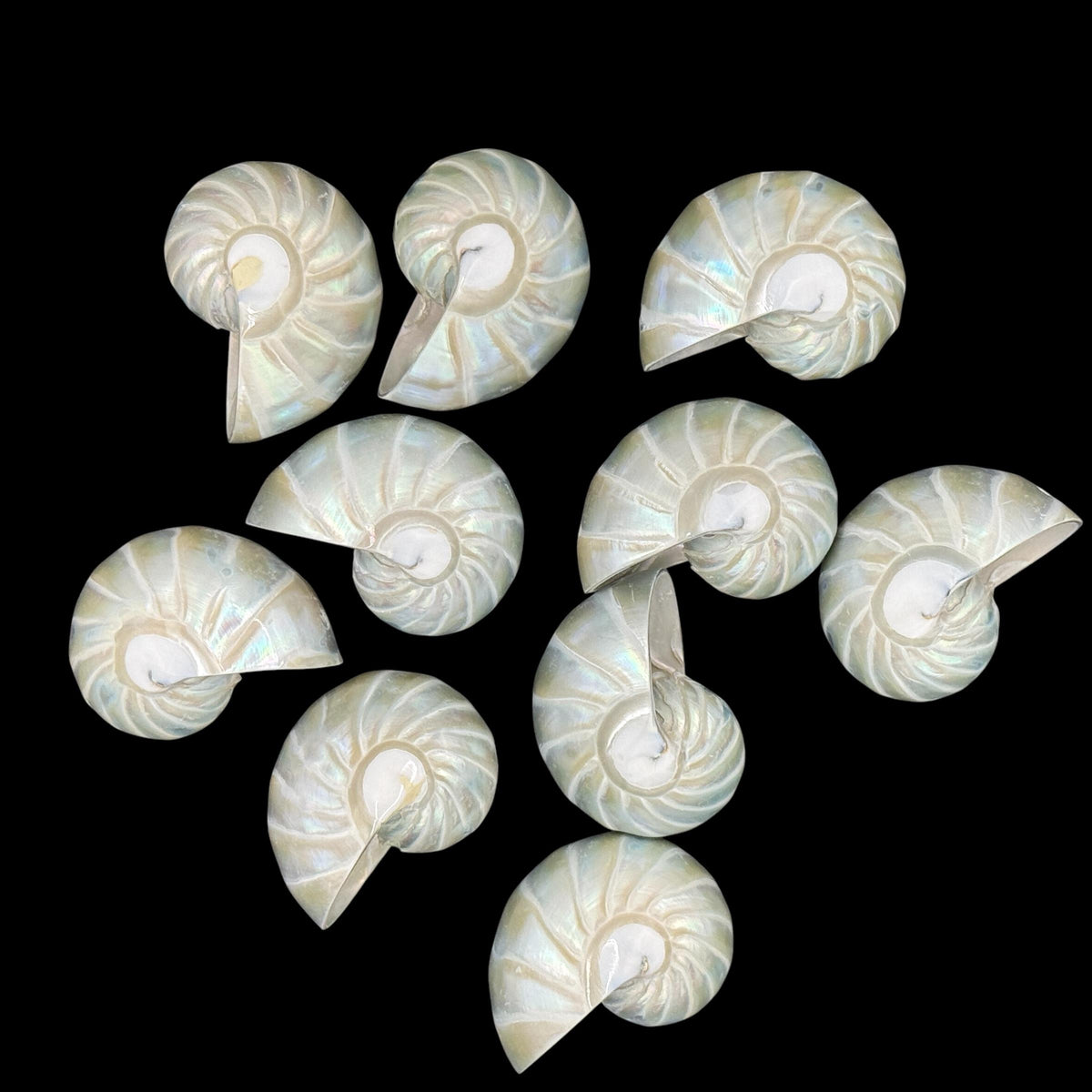 Real Mermaid Nautilus Pendant AAA (Thick Nacre - Iridescent Flash) Never Dyed or Color Enhanced - Mirror Polish 35mm (1 Piece)