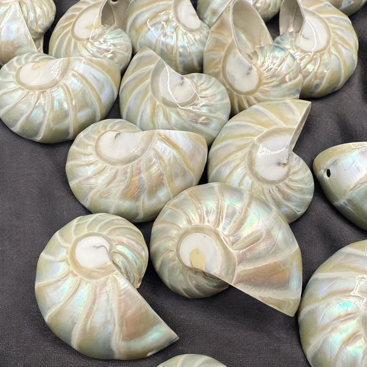 Real Mermaid Nautilus Pendant AAA (Thick Nacre - Iridescent Flash) Never Dyed or Color Enhanced - Mirror Polish 35mm (1 Piece)