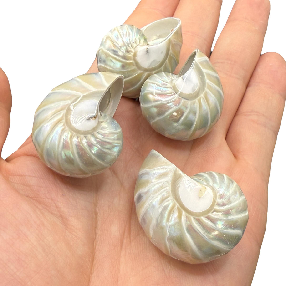 Real Mermaid Nautilus Pendant AAA (Thick Nacre - Iridescent Flash) Never Dyed or Color Enhanced - Mirror Polish 35mm (1 Piece)