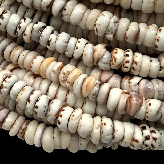 Tiger Ivory PUKA Shell - Premium Cup Shape - Minimal Bottom Cracks - Naturally Formed Holes - Small Batch Production - Never Dyed or Treated