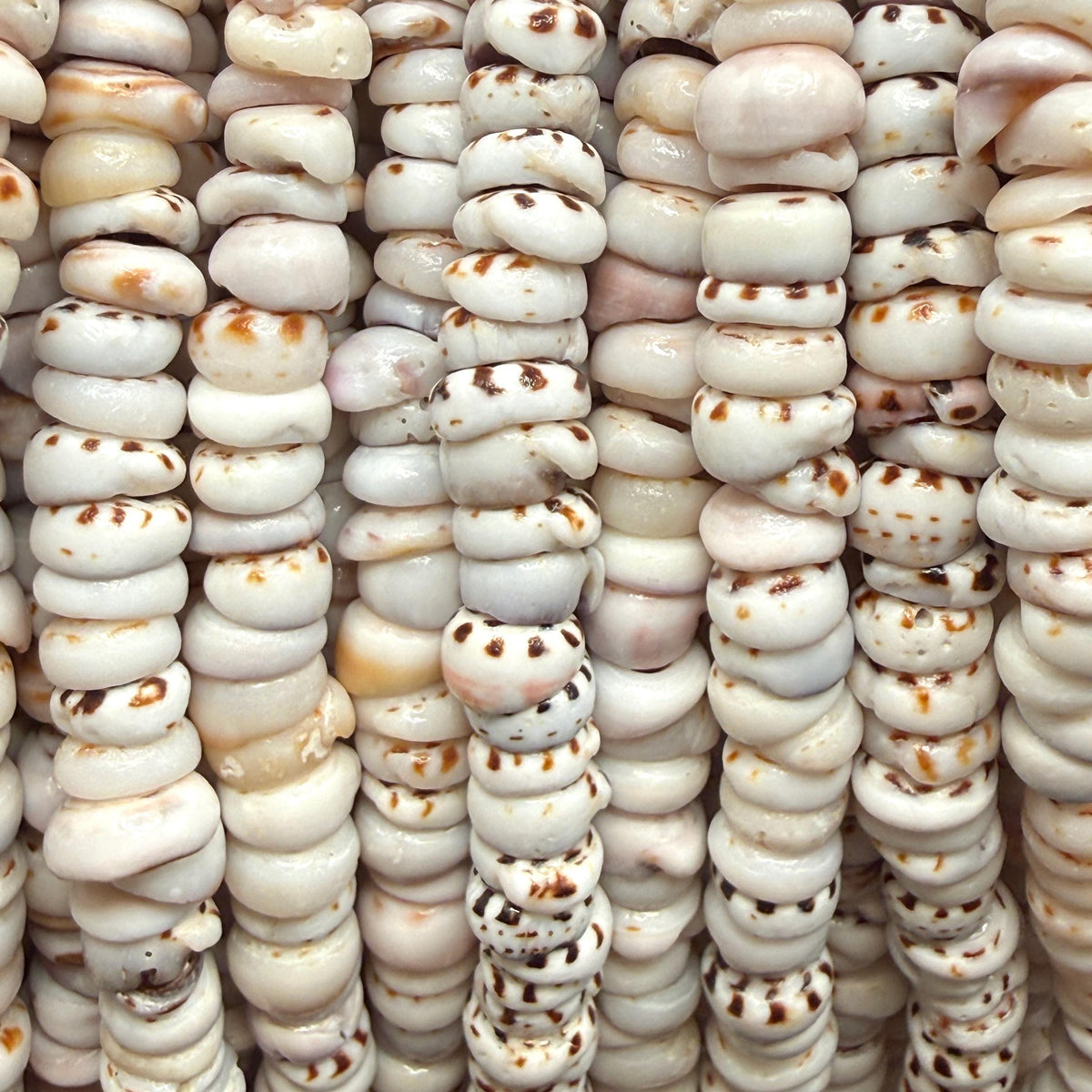 Tiger Ivory PUKA Shell - Premium Cup Shape - Minimal Bottom Cracks - Naturally Formed Holes - Small Batch Production - Never Dyed or Treated