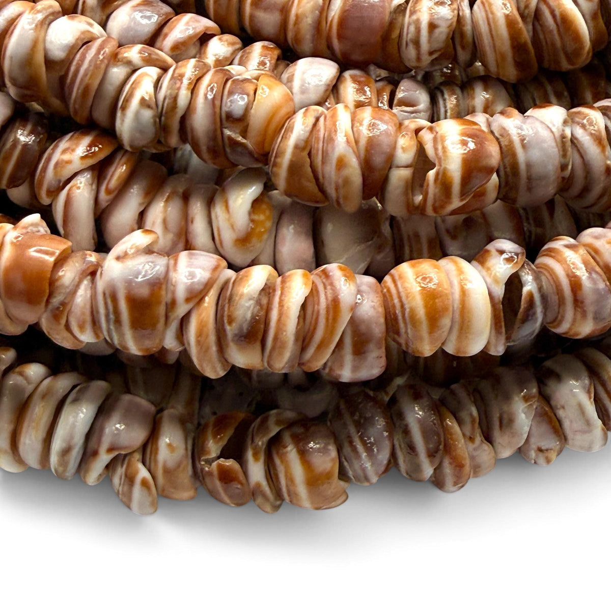 Champagne PUKA Shell - Premium Cup Shape - Minimal Bottom Cracks - Naturally Formed Holes- Small Batch Production - Never Dyed or Treated