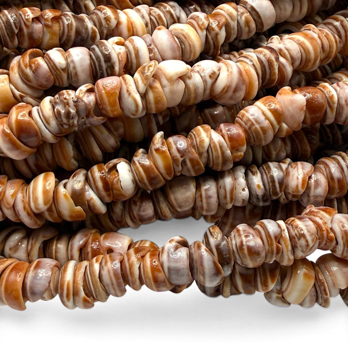 Champagne PUKA Shell - Premium Cup Shape - Minimal Bottom Cracks - Naturally Formed Holes- Small Batch Production - Never Dyed or Treated