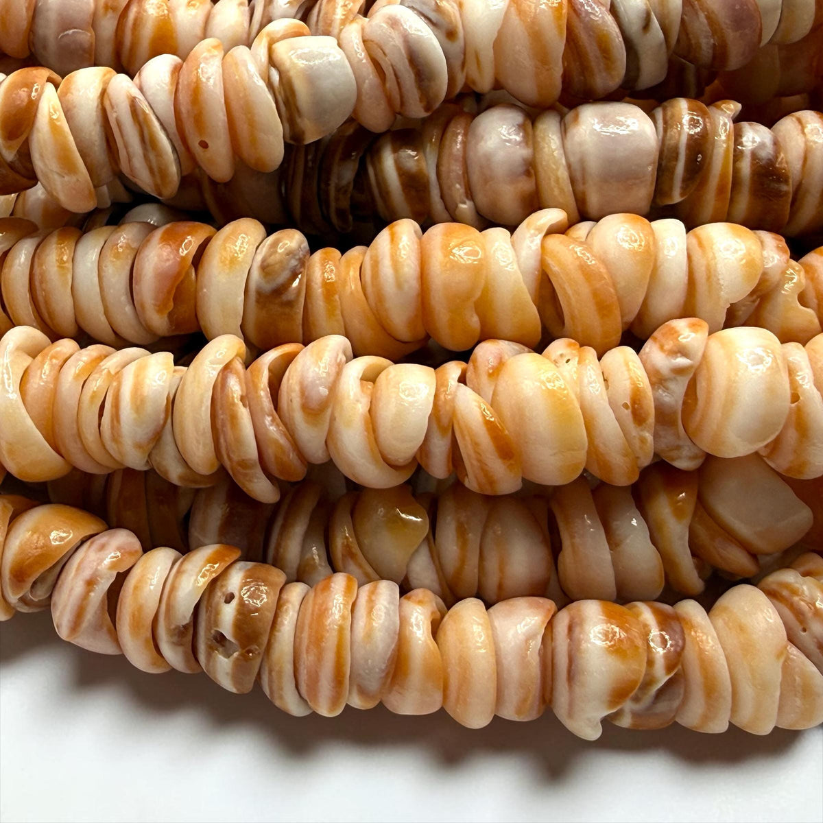 Sunset PUKA Shell - Premium Cup Shape - Minimal Bottom Cracks- Naturally Formed Holes- Small Batch Production - Never Dyed or Color Enhanced