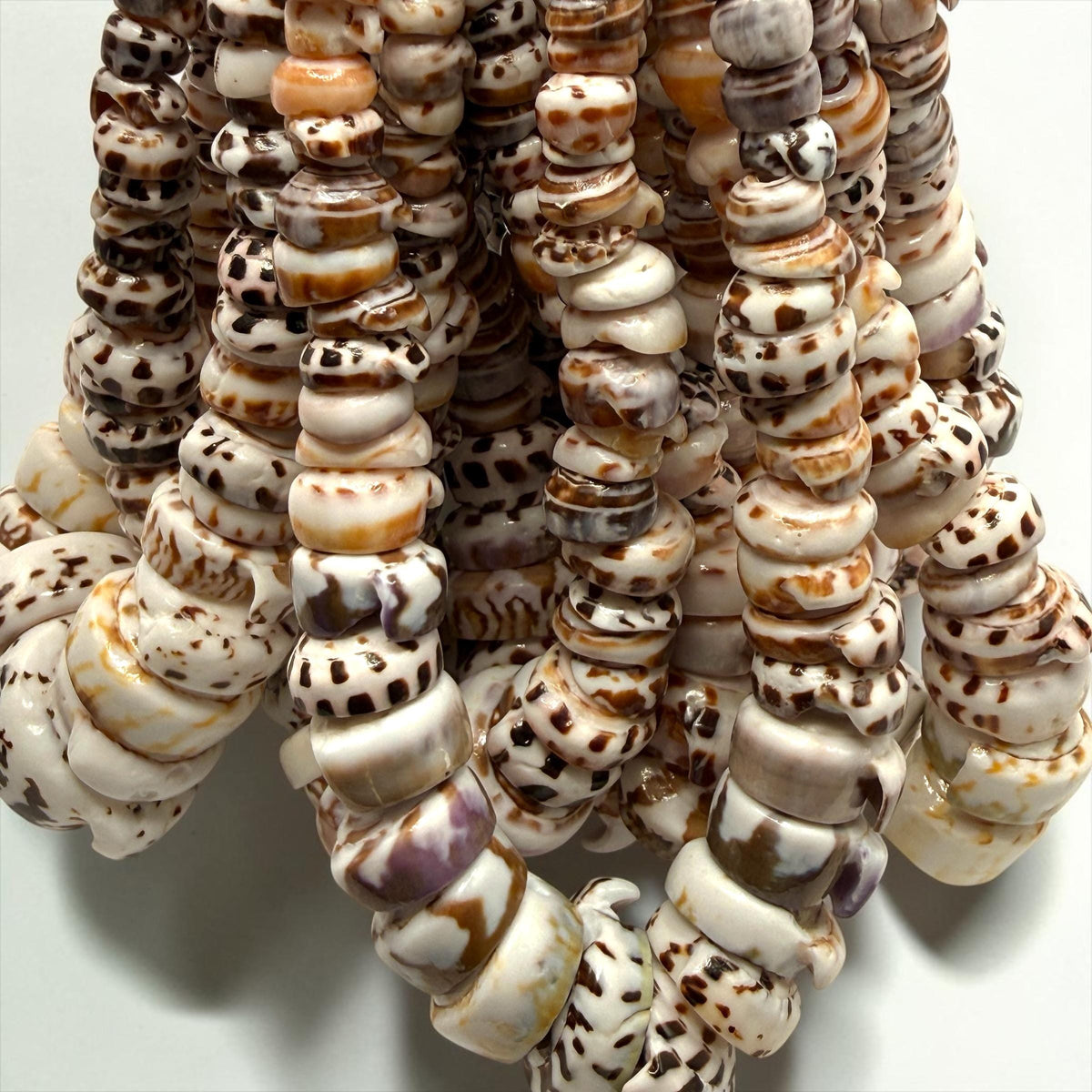 XL GRADUATED Tiger Ivory Puka Shell- Premium Cup Shape- Minimal Bottom Cracks- Naturally Formed Holes- Small Batch Production- 6-30mm (E501)