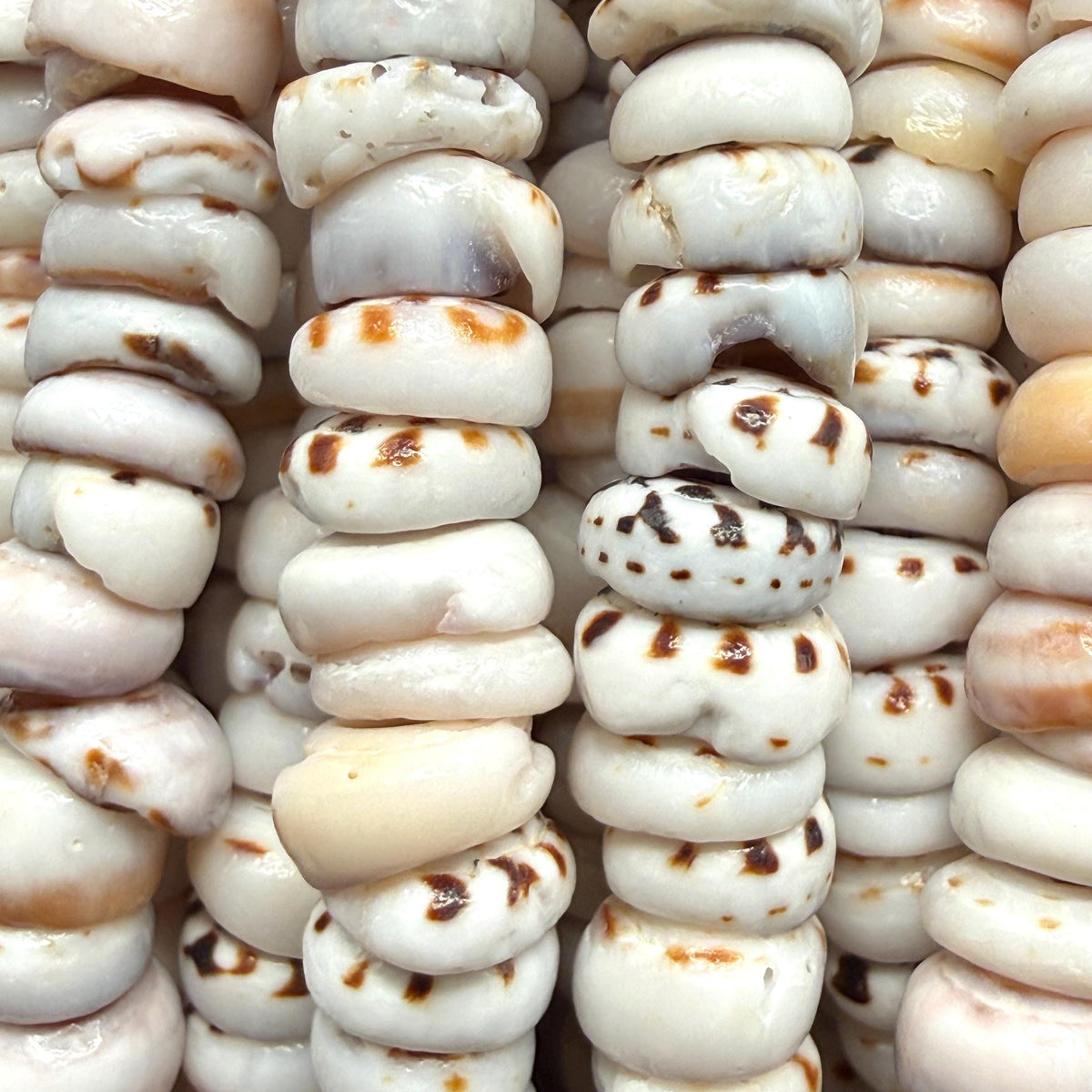 Tiger Ivory PUKA Shell - Premium Cup Shape - Minimal Bottom Cracks - Naturally Formed Holes - Small Batch Production - Never Dyed or Treated