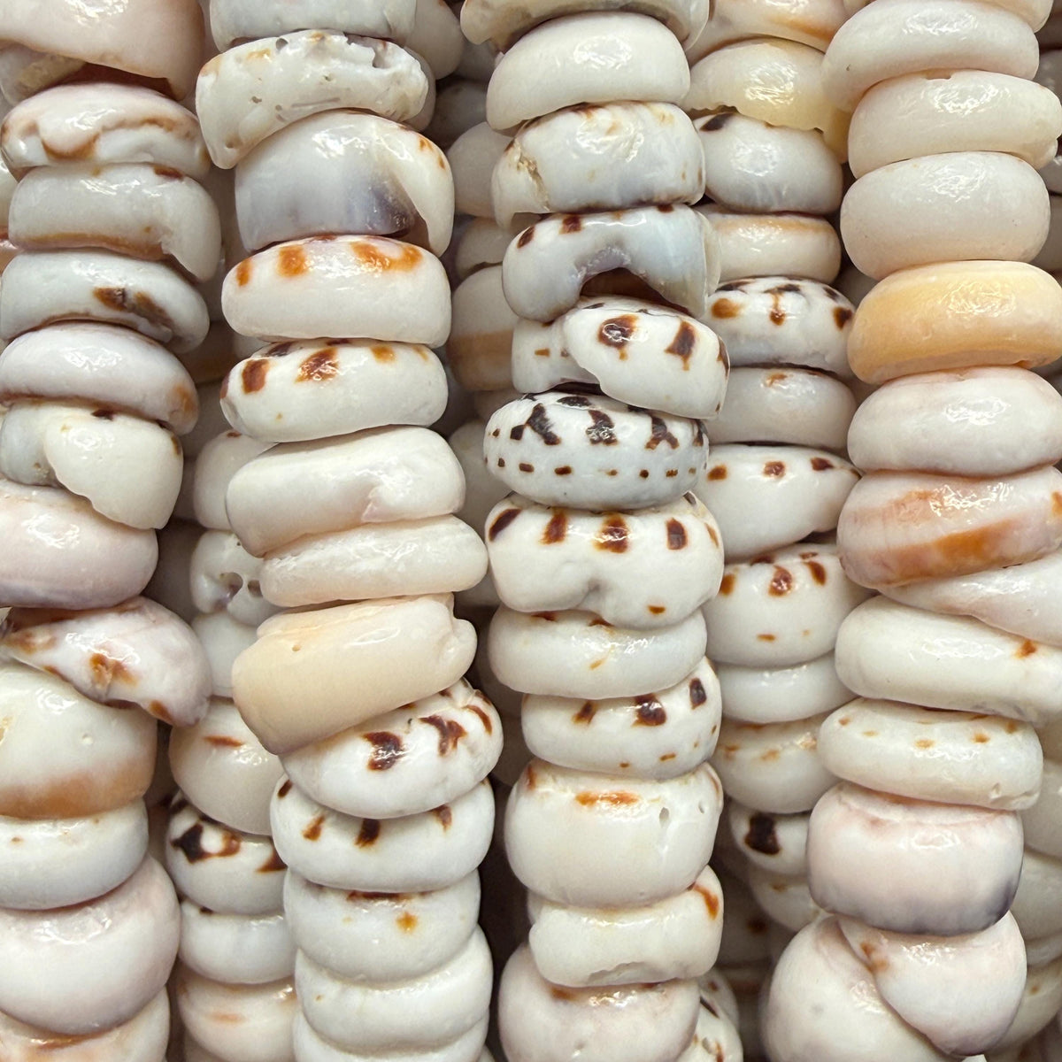 Tiger Ivory PUKA Shell - Premium Cup Shape - Minimal Bottom Cracks - Naturally Formed Holes - Small Batch Production - Never Dyed or Treated