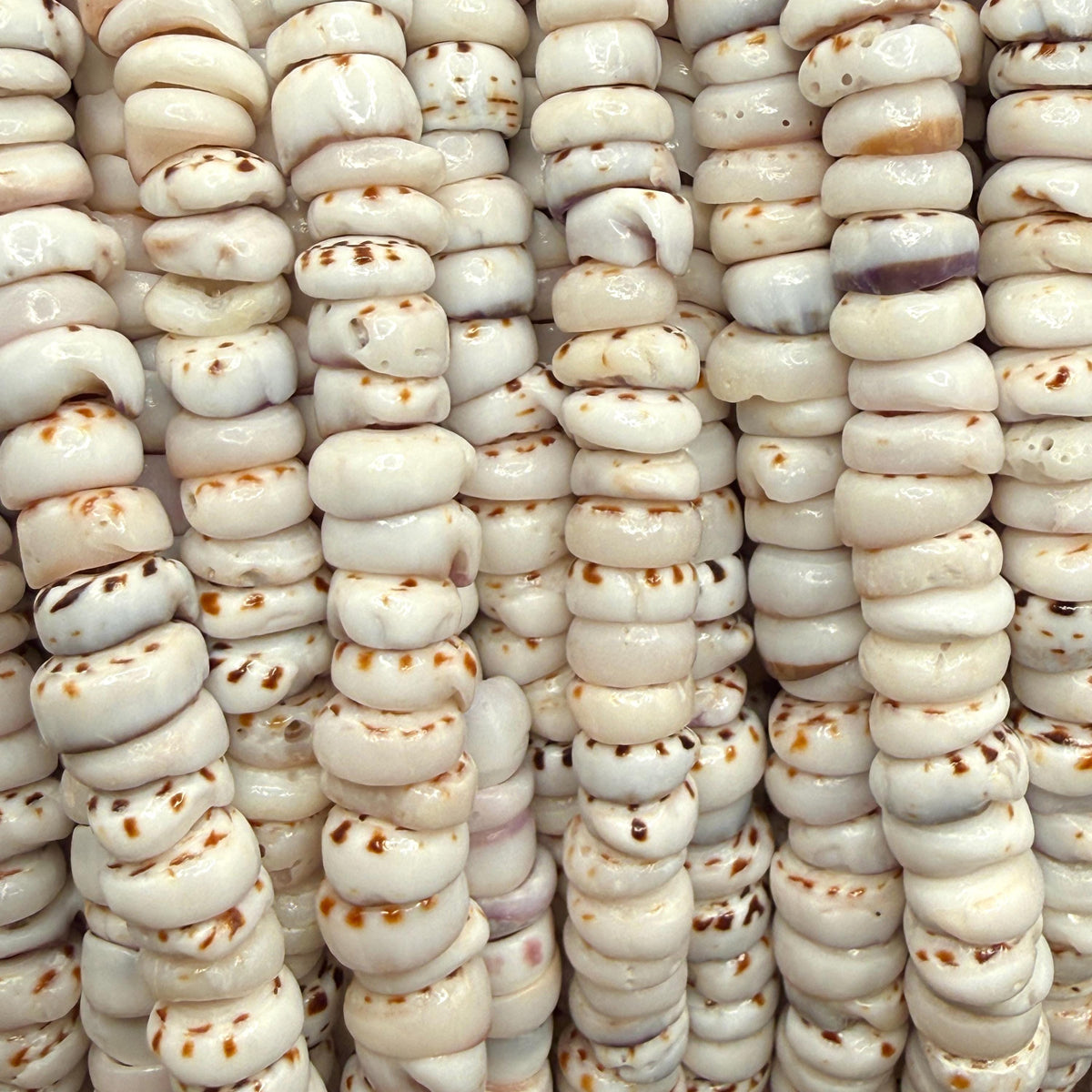 Tiger Ivory PUKA Shell - Premium Cup Shape - Minimal Bottom Cracks - Naturally Formed Holes - Small Batch Production - Never Dyed or Treated