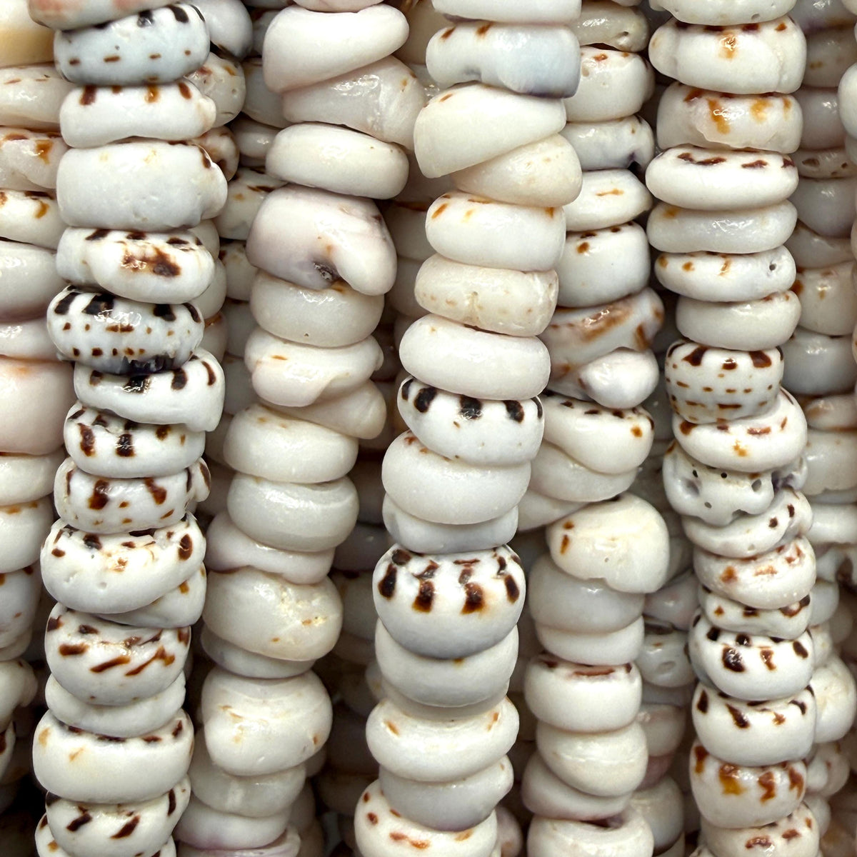 Tiger Ivory PUKA Shell - Premium Cup Shape - Minimal Bottom Cracks - Naturally Formed Holes - Small Batch Production - Never Dyed or Treated