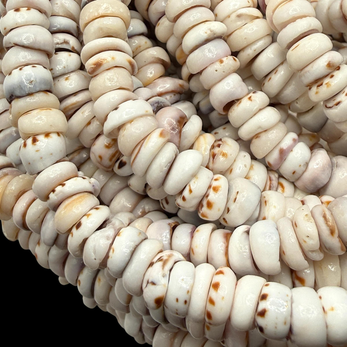 Tiger Ivory PUKA Shell - Premium Cup Shape - Minimal Bottom Cracks - Naturally Formed Holes - Small Batch Production - Never Dyed or Treated