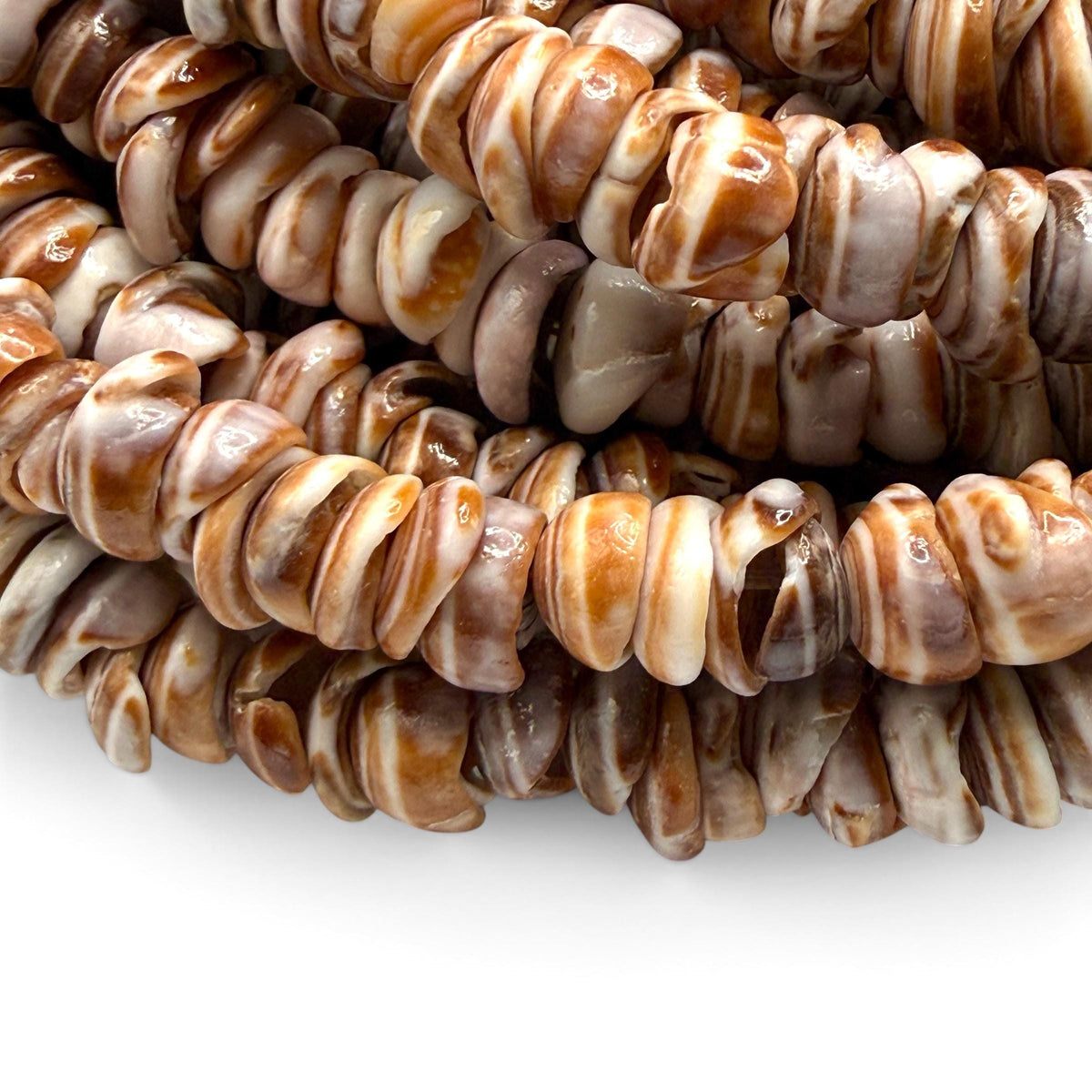 Champagne PUKA Shell - Premium Cup Shape - Minimal Bottom Cracks - Naturally Formed Holes- Small Batch Production - Never Dyed or Treated