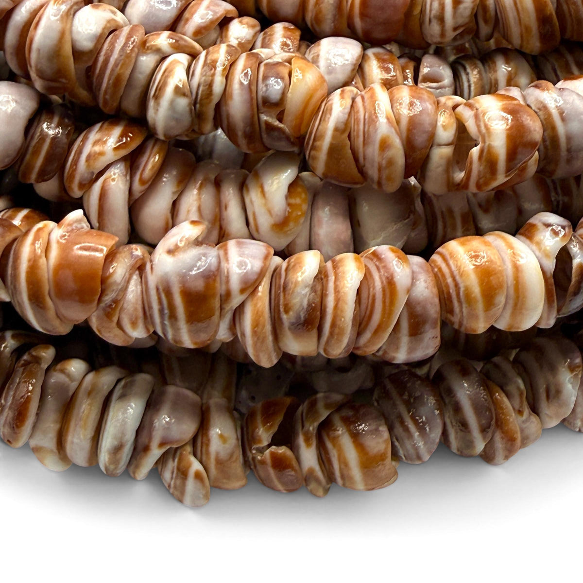 Champagne PUKA Shell - Premium Cup Shape - Minimal Bottom Cracks - Naturally Formed Holes- Small Batch Production - Never Dyed or Treated
