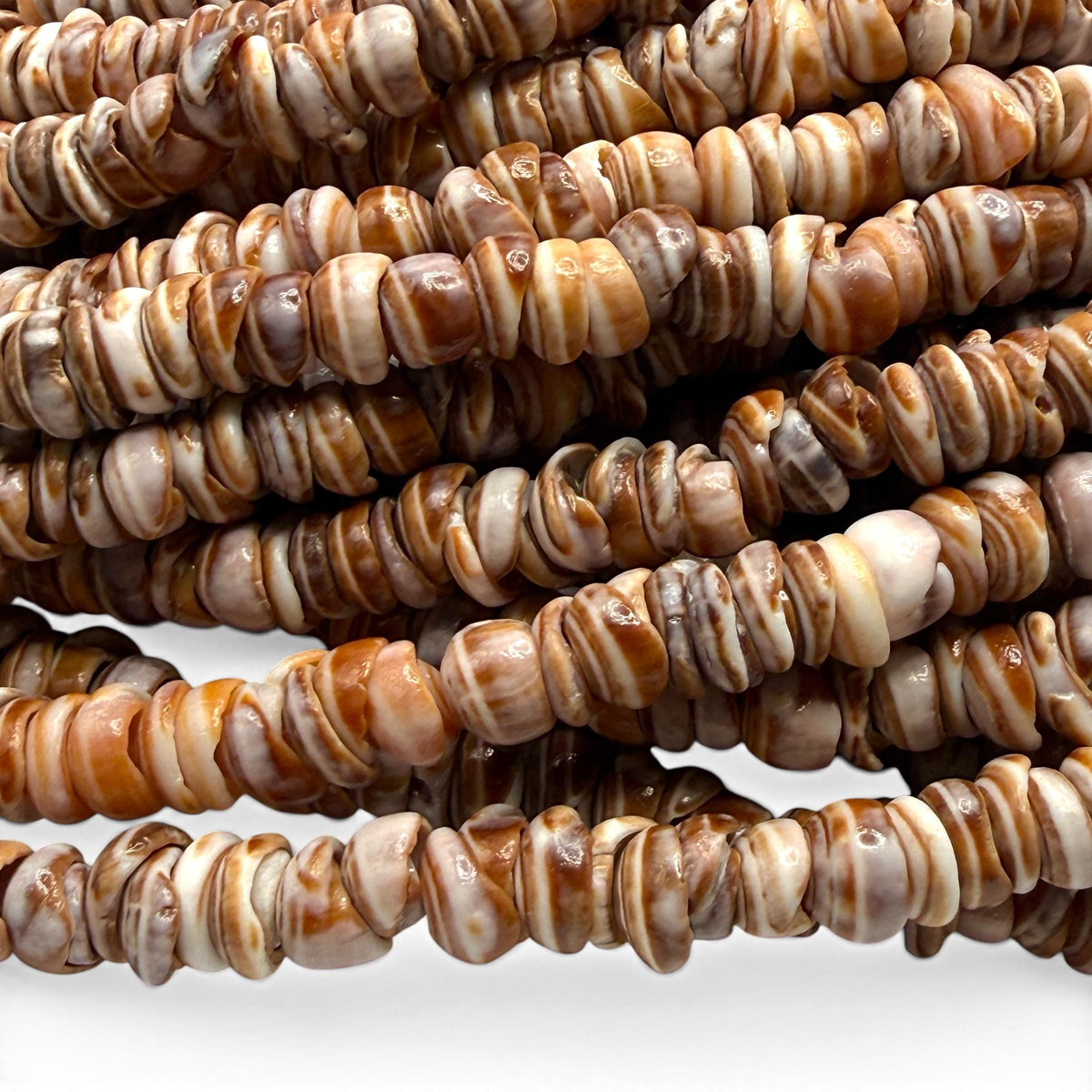 Champagne PUKA Shell - Premium Cup Shape - Minimal Bottom Cracks - Naturally Formed Holes- Small Batch Production - Never Dyed or Treated