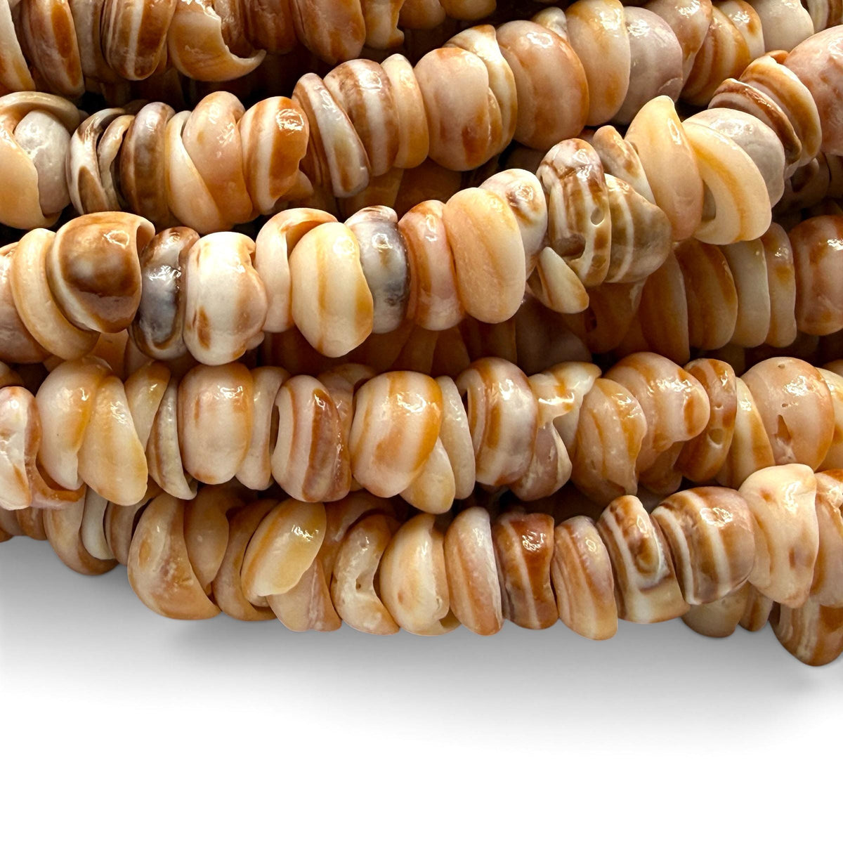 Sunset PUKA Shell - Premium Cup Shape - Minimal Bottom Cracks- Naturally Formed Holes- Small Batch Production - Never Dyed or Color Enhanced