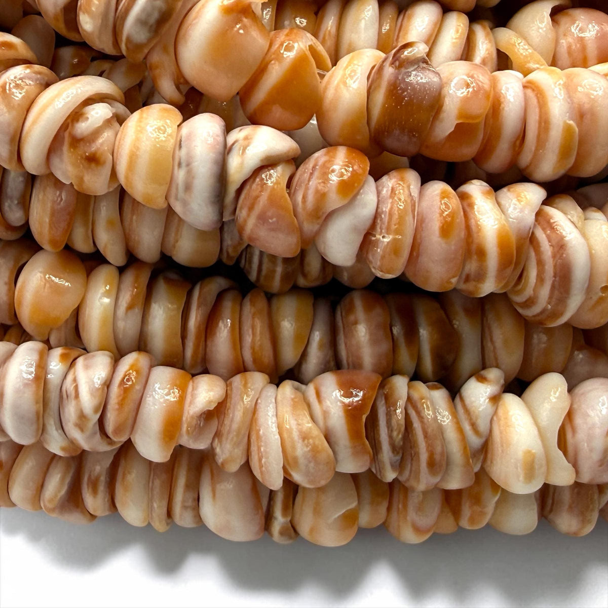 Sunset PUKA Shell - Premium Cup Shape - Minimal Bottom Cracks- Naturally Formed Holes- Small Batch Production - Never Dyed or Color Enhanced