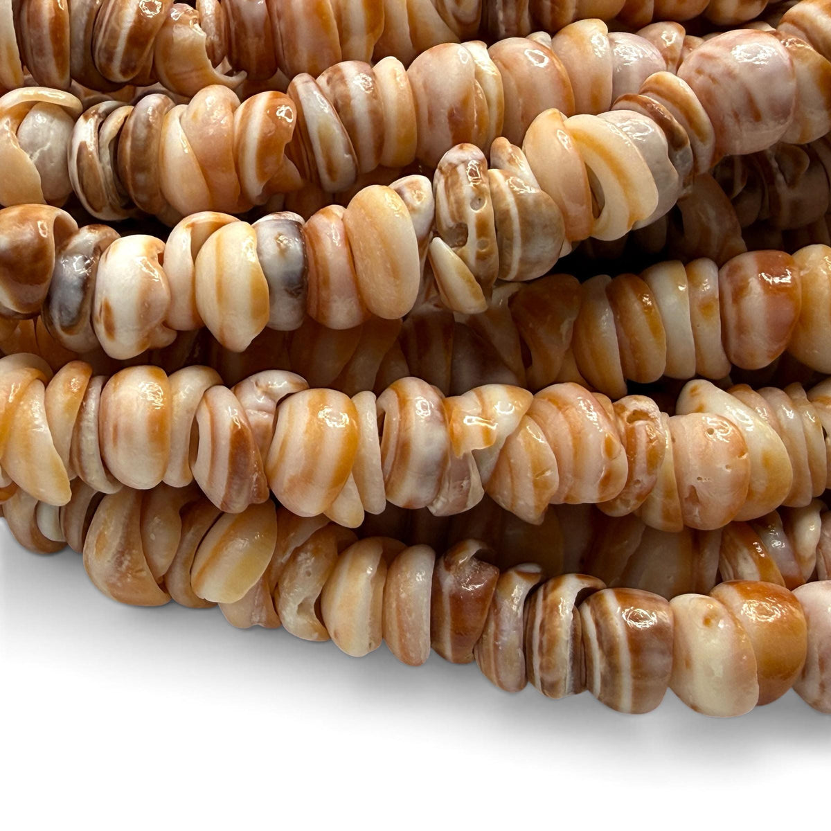 Sunset PUKA Shell - Premium Cup Shape - Minimal Bottom Cracks- Naturally Formed Holes- Small Batch Production - Never Dyed or Color Enhanced