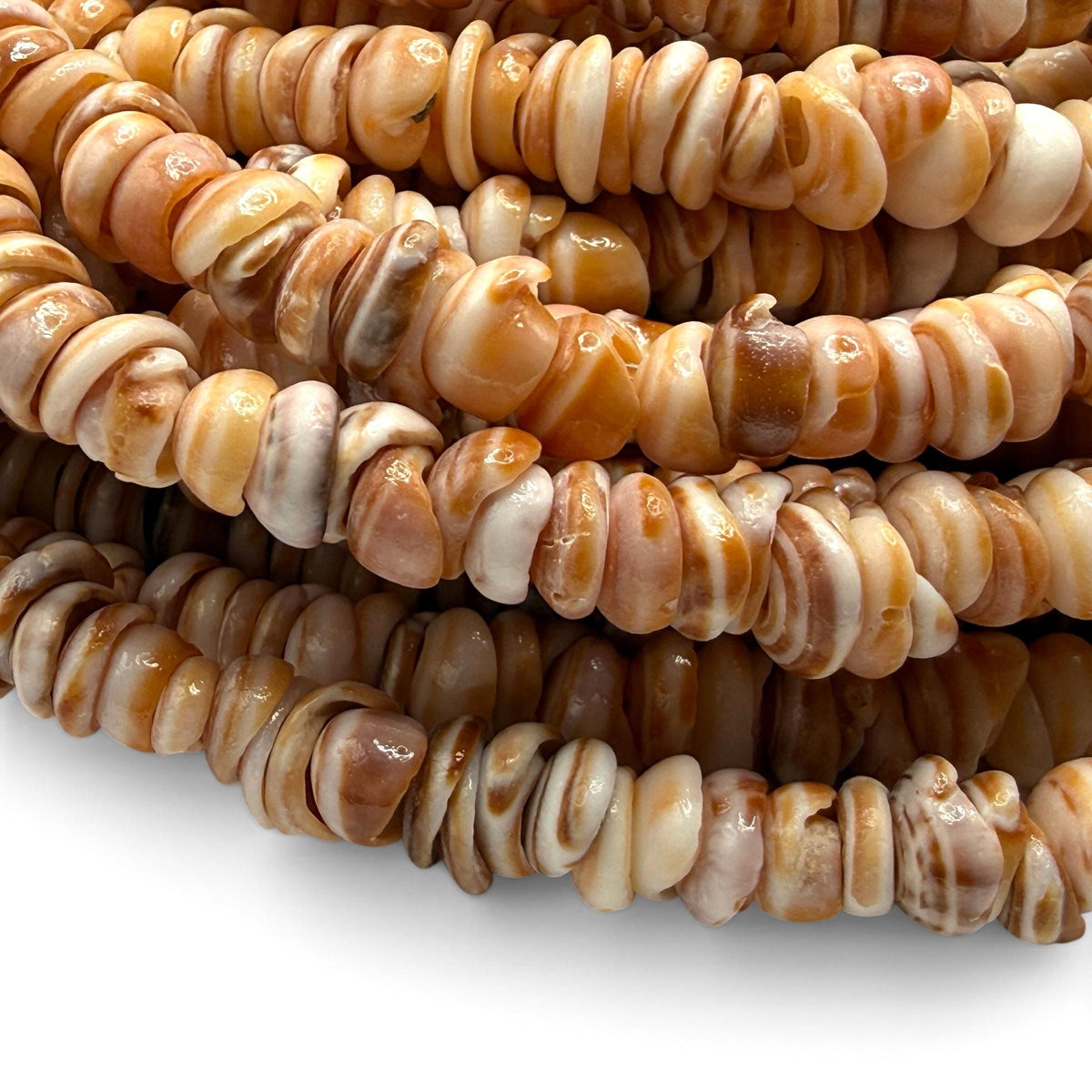 Sunset PUKA Shell - Premium Cup Shape - Minimal Bottom Cracks- Naturally Formed Holes- Small Batch Production - Never Dyed or Color Enhanced