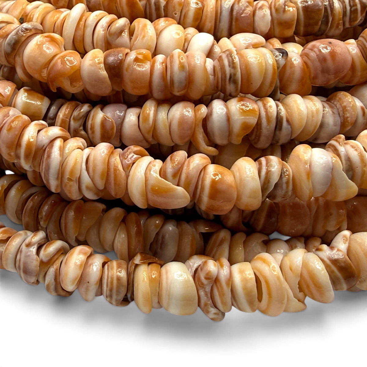 Sunset PUKA Shell - Premium Cup Shape - Minimal Bottom Cracks- Naturally Formed Holes- Small Batch Production - Never Dyed or Color Enhanced