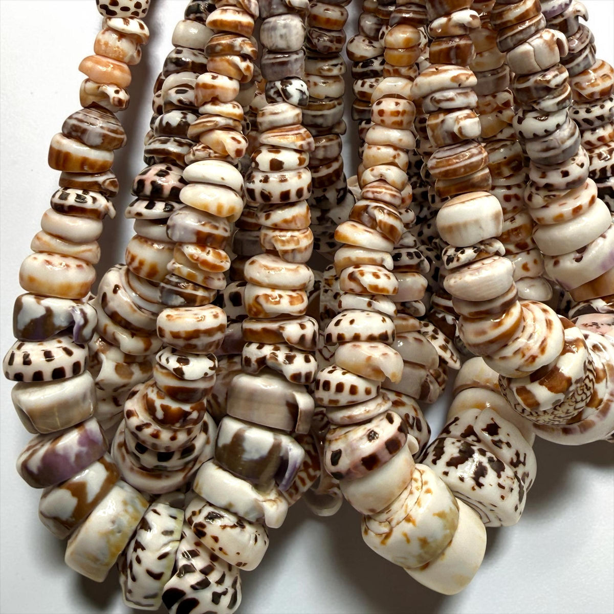 XL GRADUATED Tiger Ivory Puka Shell- Premium Cup Shape- Minimal Bottom Cracks- Naturally Formed Holes- Small Batch Production- 6-30mm (E501)