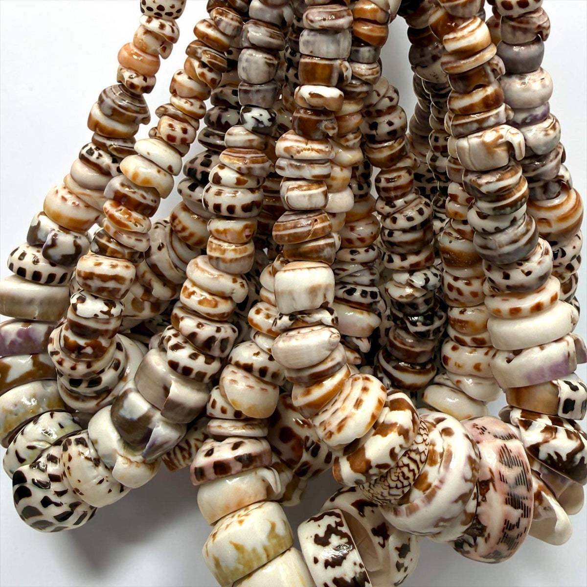 XL GRADUATED Tiger Ivory Puka Shell- Premium Cup Shape- Minimal Bottom Cracks- Naturally Formed Holes- Small Batch Production- 6-30mm (E501)