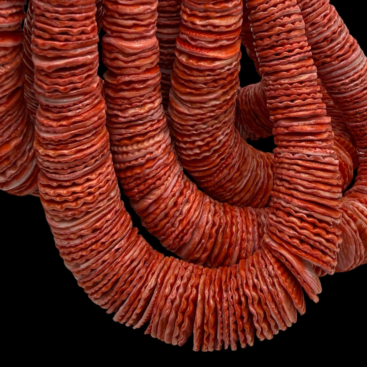 XL Graduated Red Scallop Shell Beads - Indo Pacific Region - Never Dyed or Color Enhanced - Small Batch Production - Heishi 4-20mm