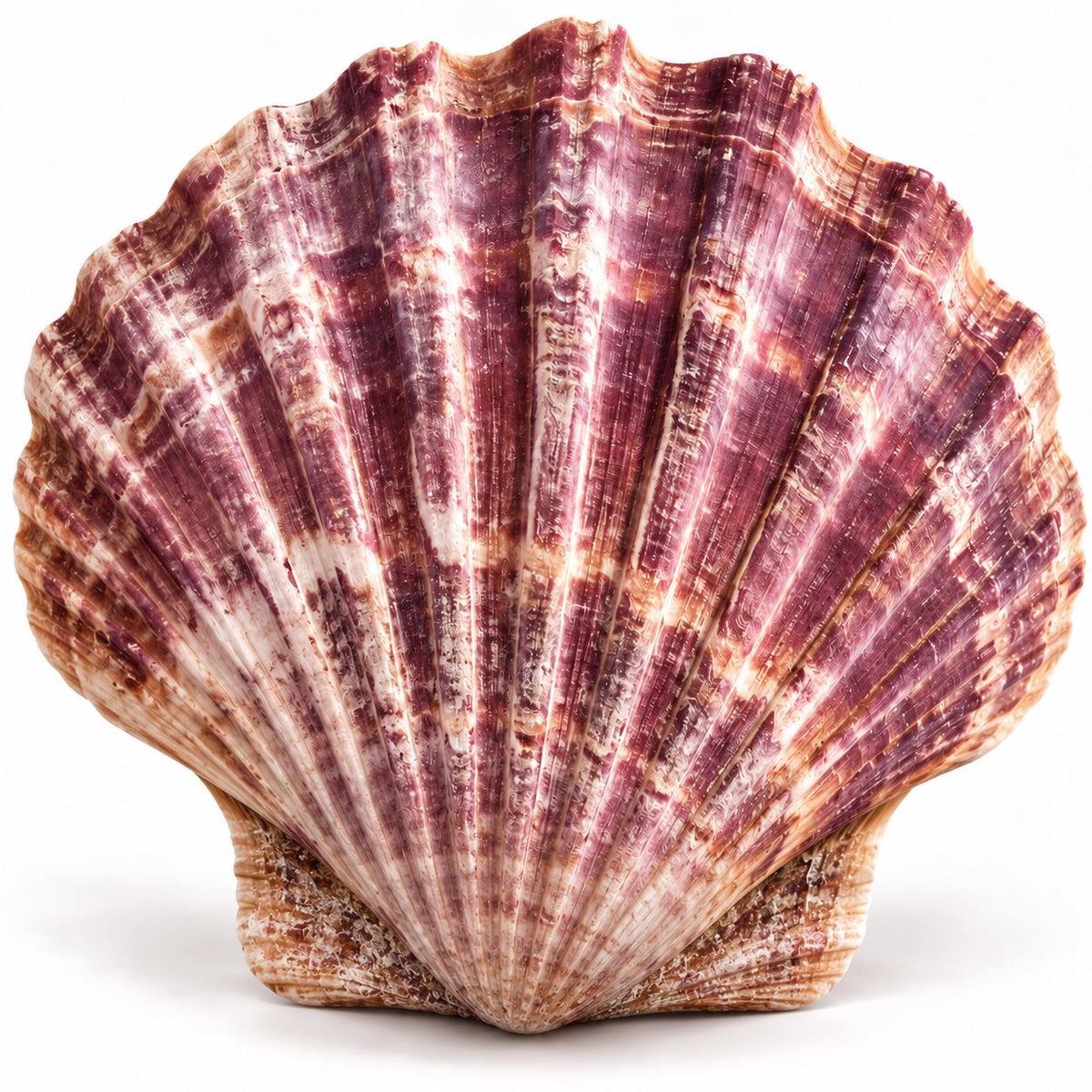 XL Graduated Purple Scallop Shell Beads - Indo Pacific Region - Never Dyed or Color Enhanced - Small Batch Production - Heishi 4-20mm